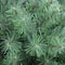7.5ft. Unlit Northern Fir Artificial Christmas Tree